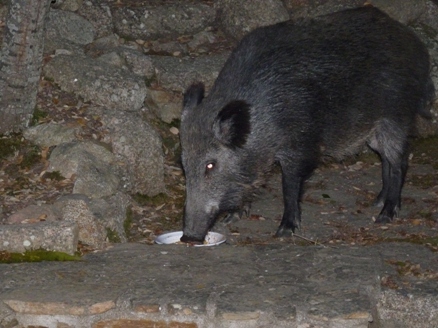 IL CINGHIALE